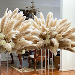 Botte-de-roseaux-des-marais-s-ch-s-10-pi-ces-120cm-grandes-fleurs-naturelles-pour