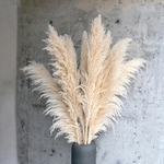 Botte-de-roseaux-des-marais-s-ch-s-10-pi-ces-120cm-grandes-fleurs-naturelles-pour