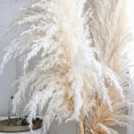 Botte-de-roseaux-des-marais-s-ch-s-10-pi-ces-120cm-grandes-fleurs-naturelles-pour