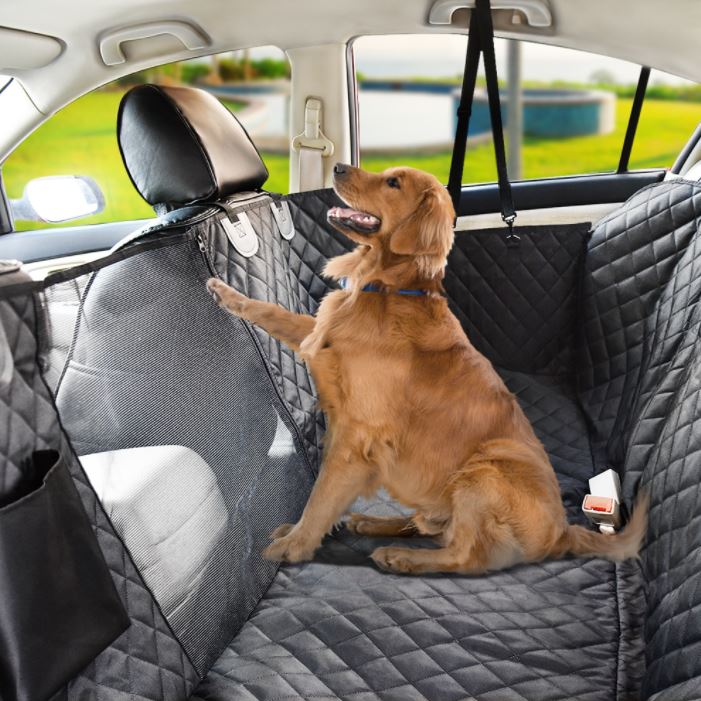 chienvoiture
