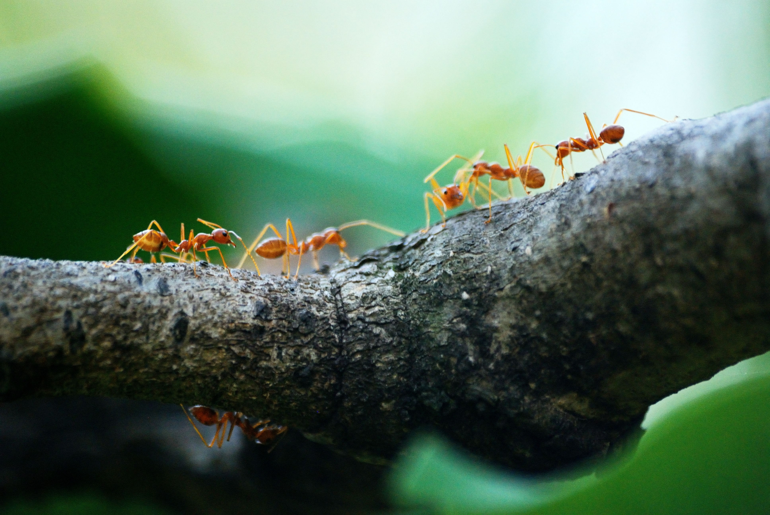 pexels poranimm athithawatthee 842401