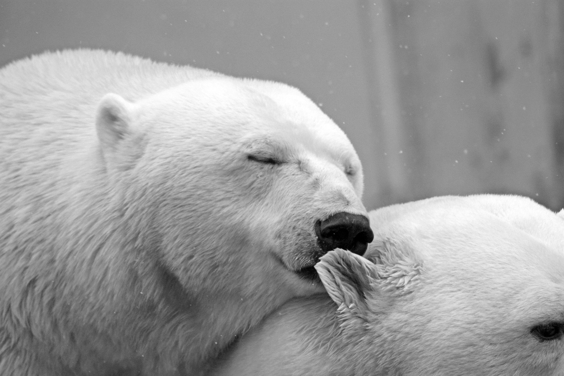 polar bear ge5e5c7e86 1920