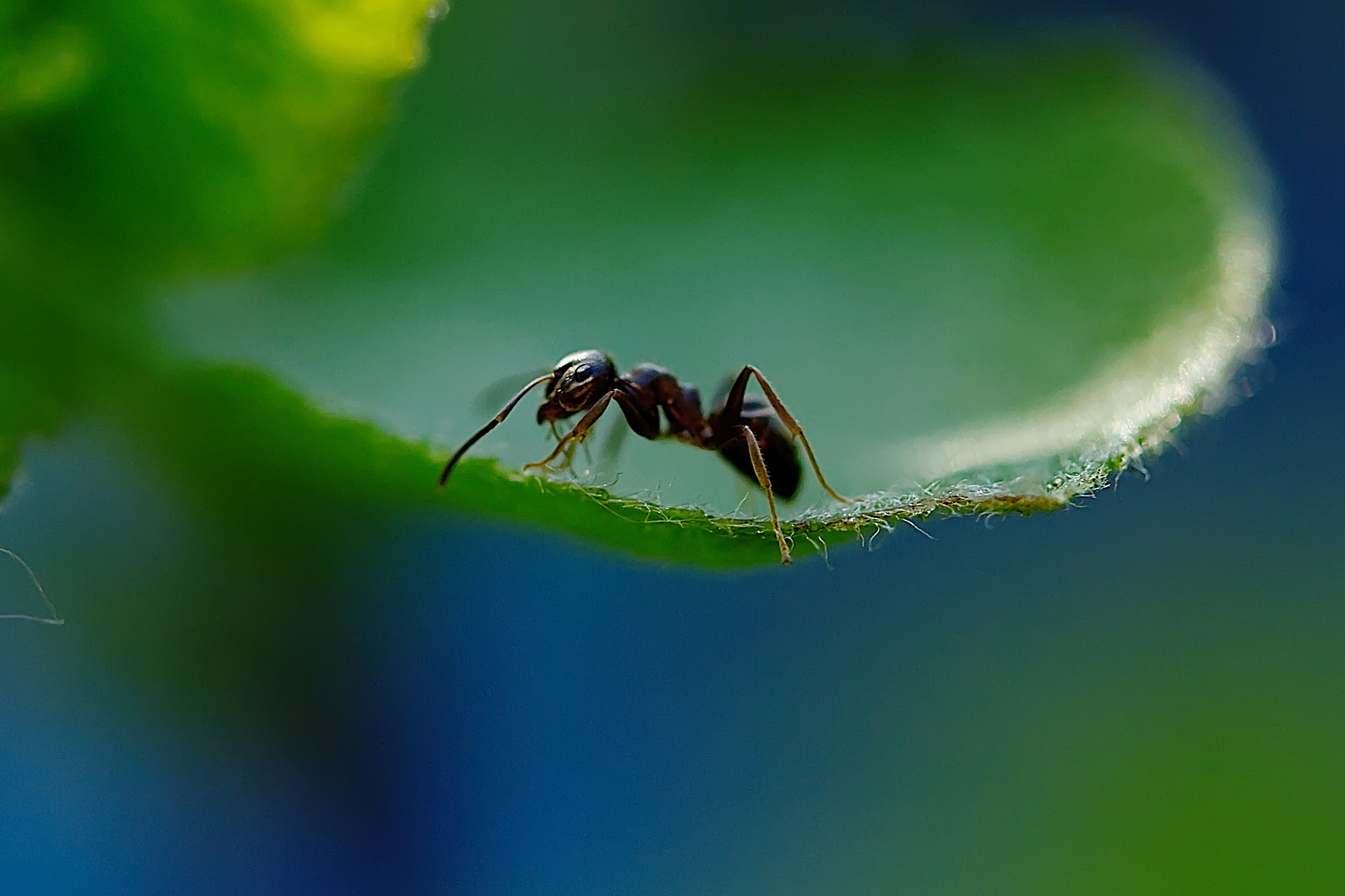 ant g120036edf 1920