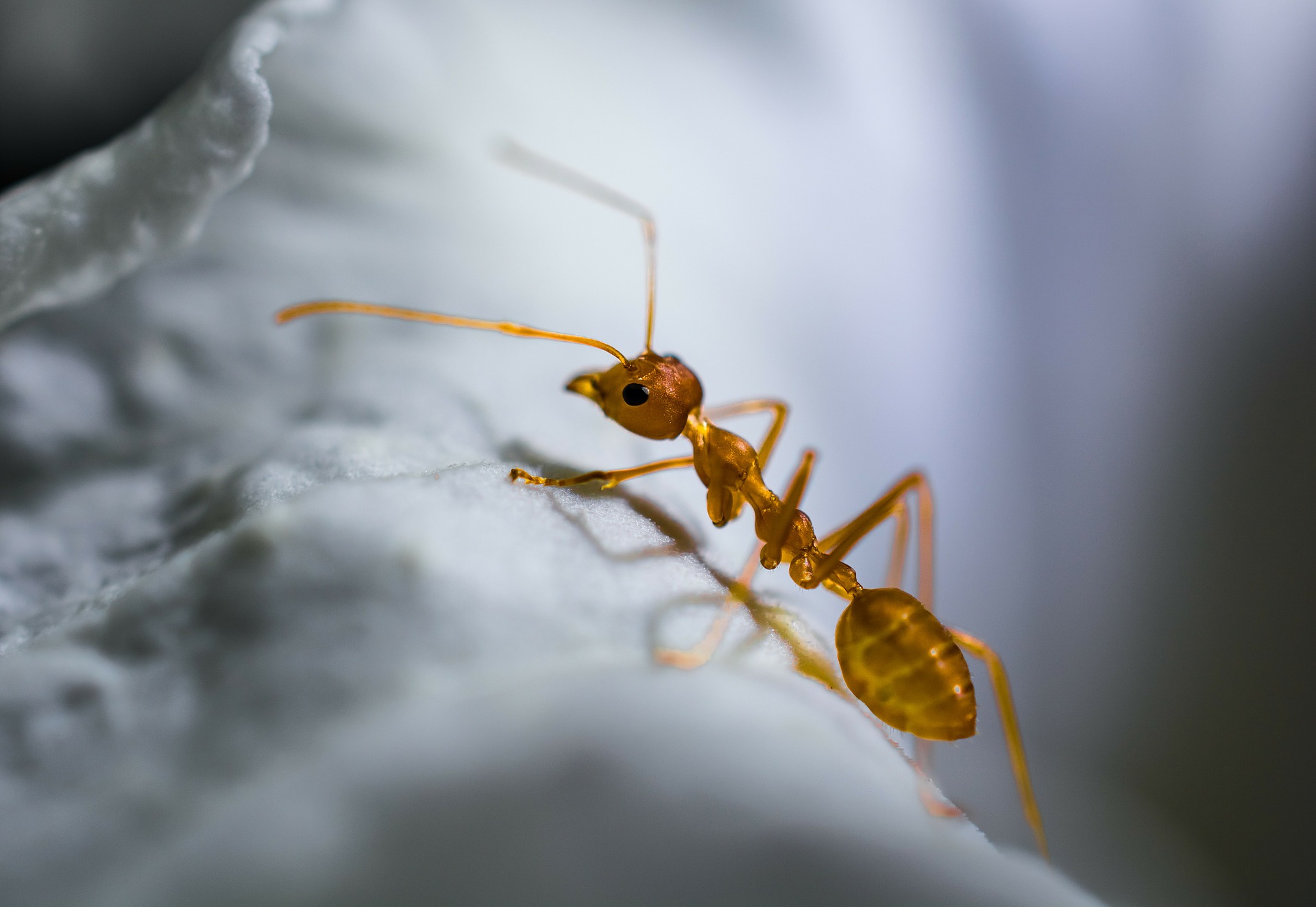 red ant g34134374f 1920