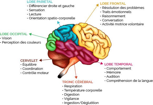 cerveau aires signification