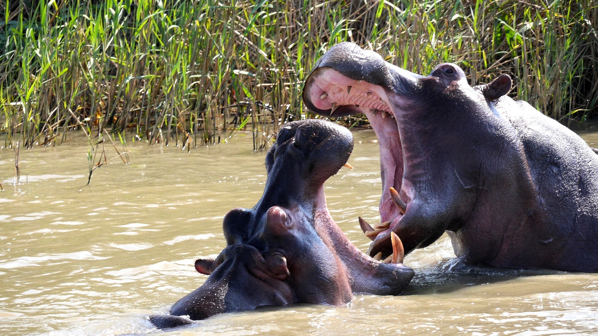 hippo g71a23c647 1920