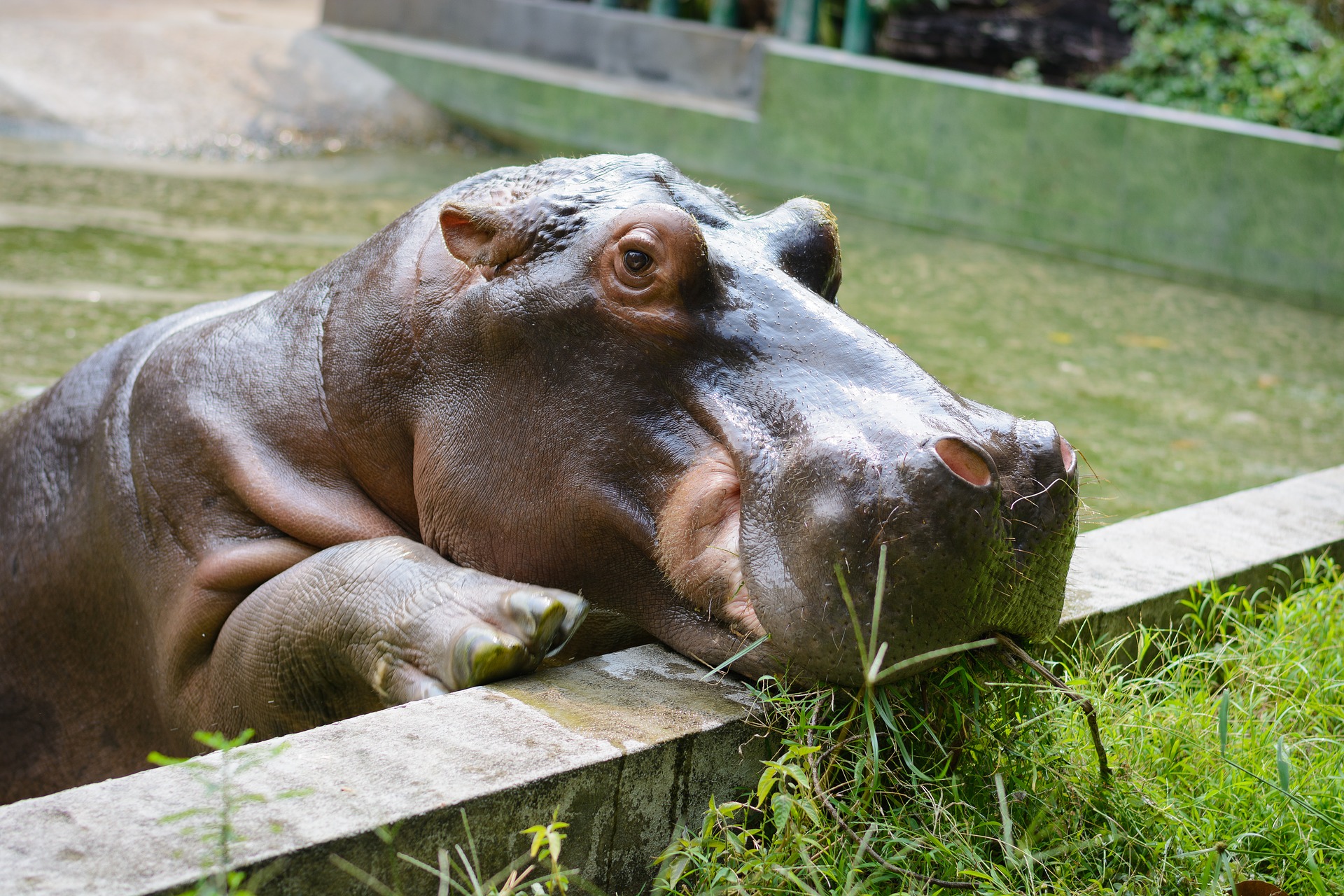 hippo g4db352c8b 1920