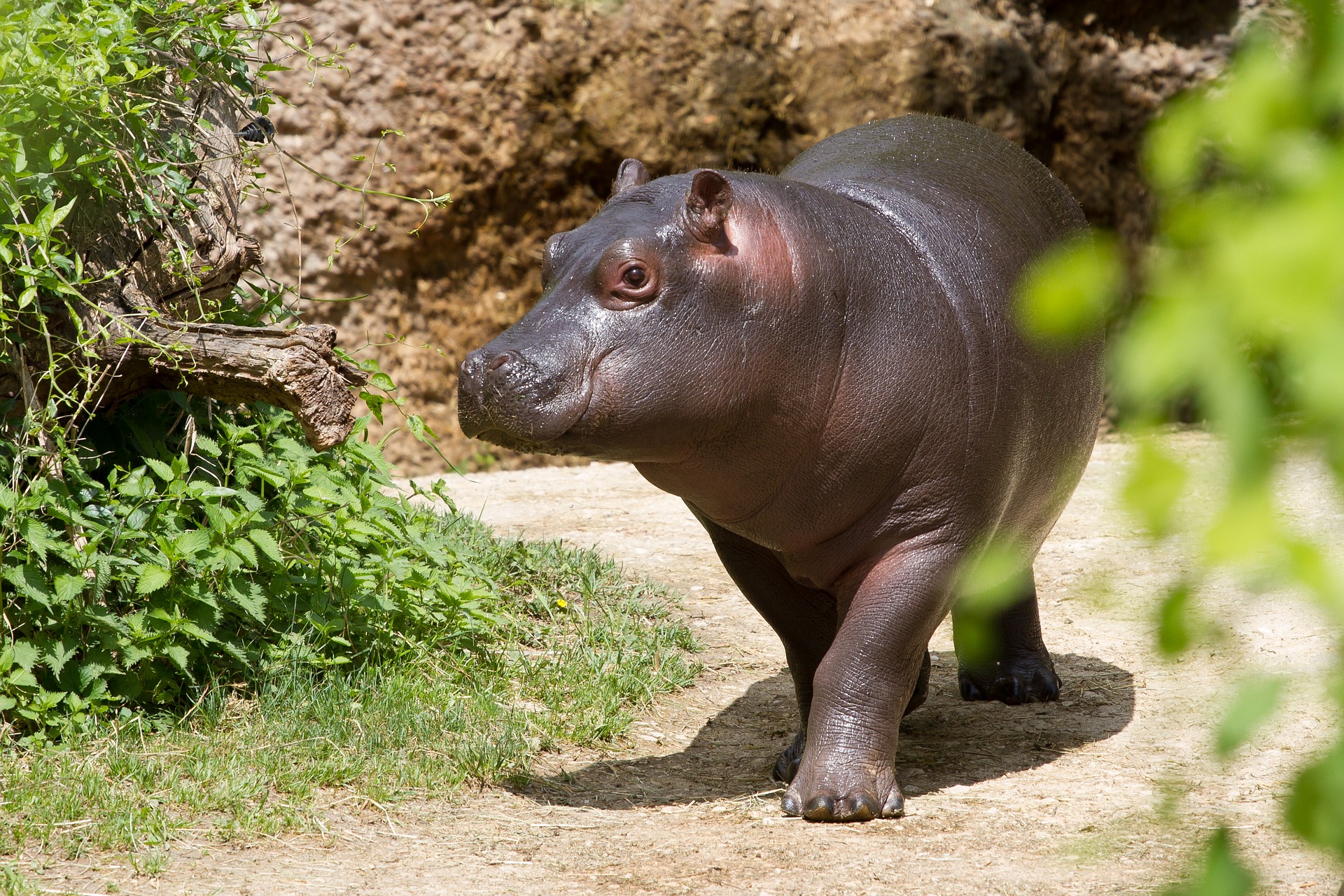 hippopotamus ge11d2ad3f 1920