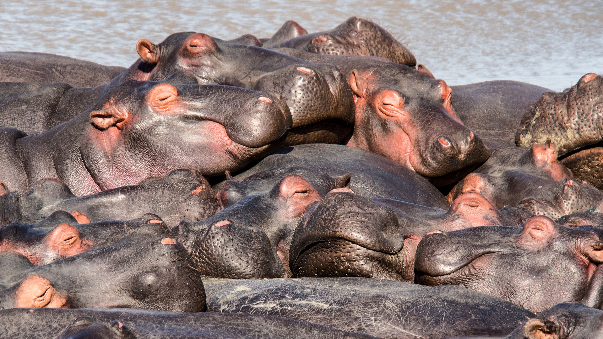 hippo gd2fd490c3 1920