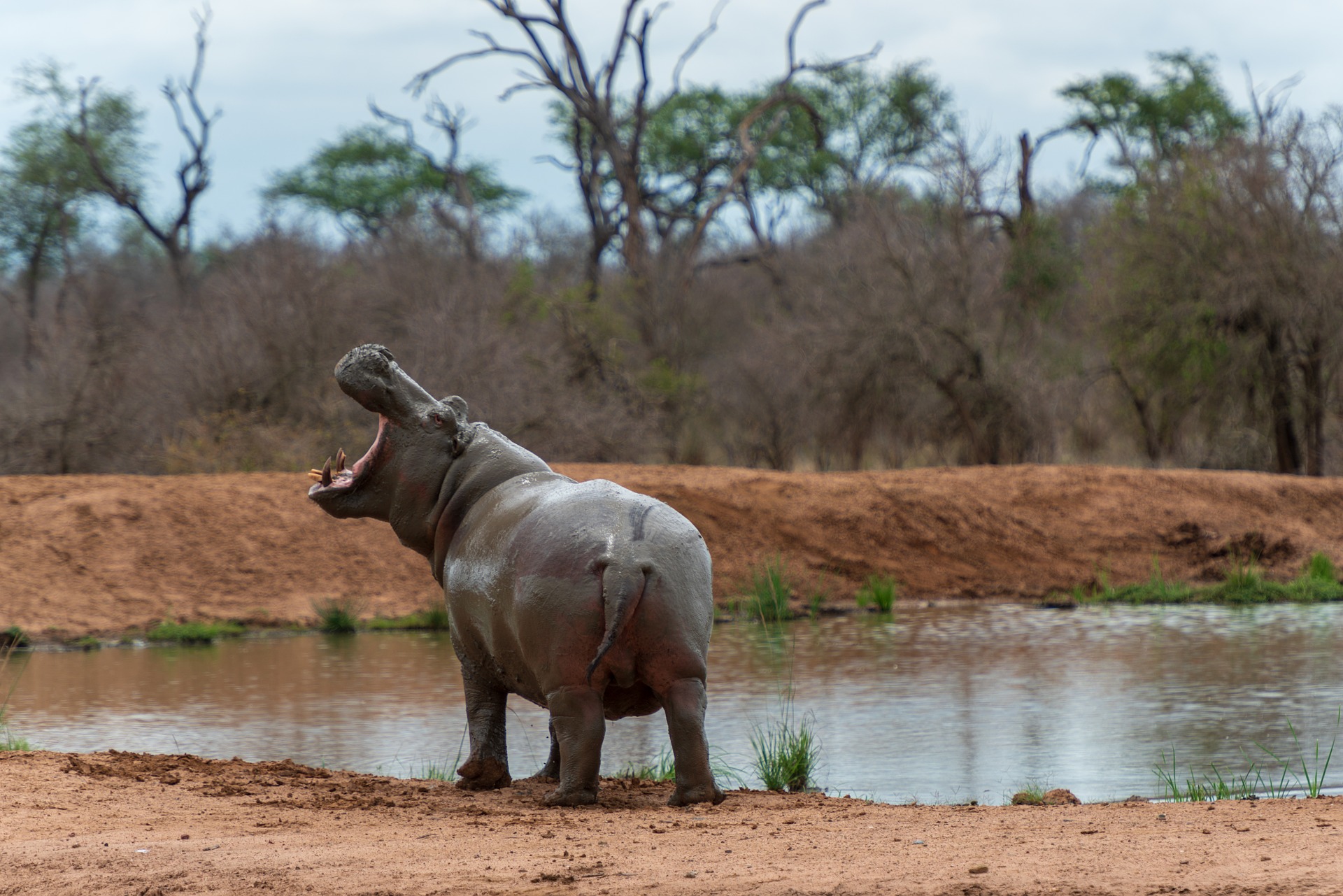 hippo g3d7724d06 1920