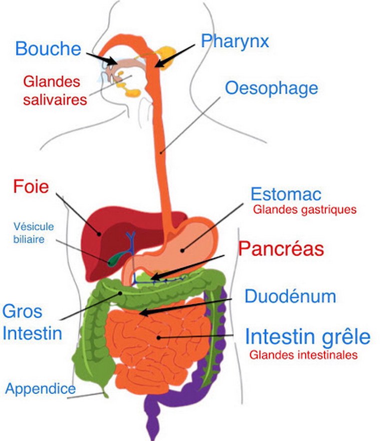 Voir l'article
