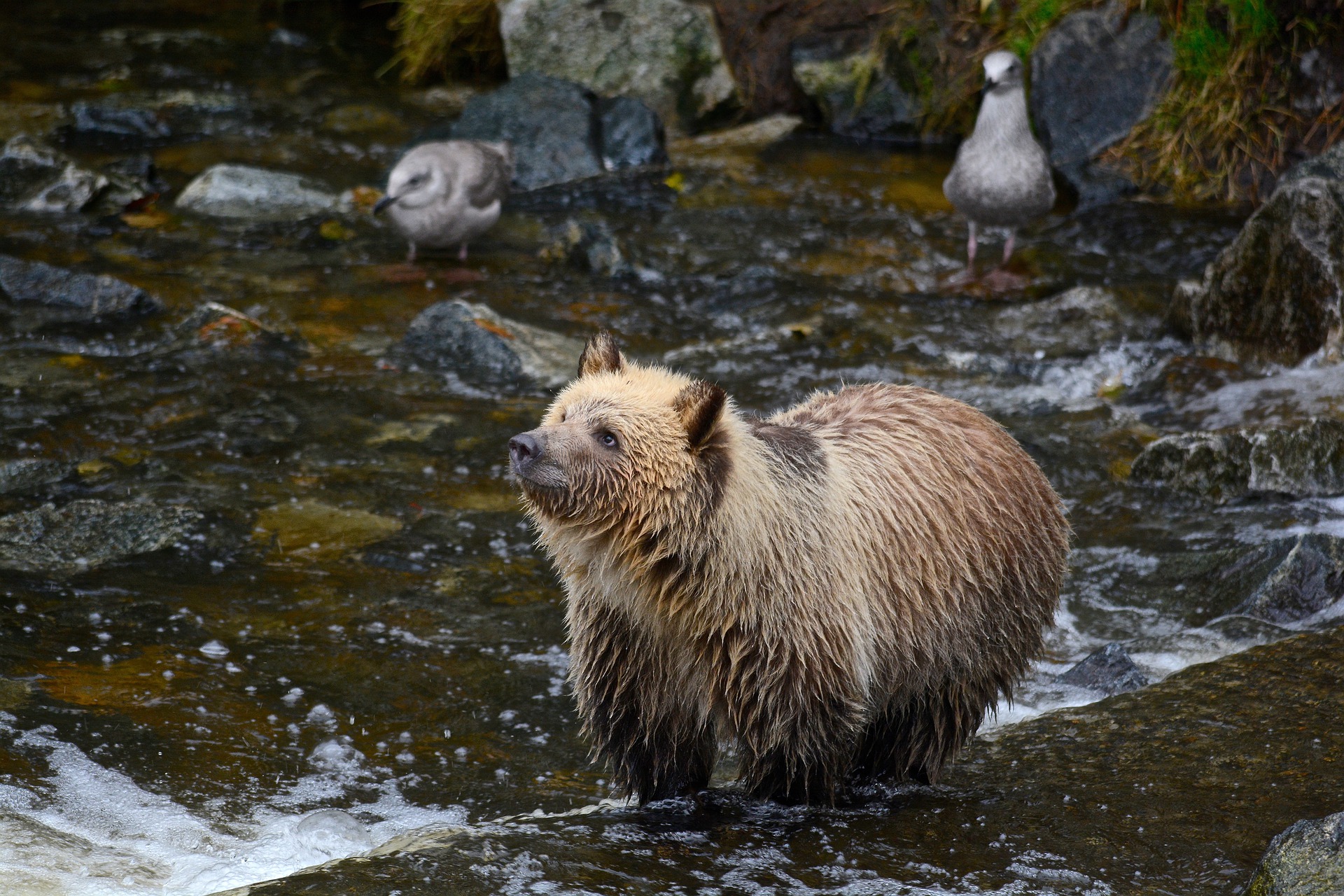 grizzly bear g20e6d7189 1920