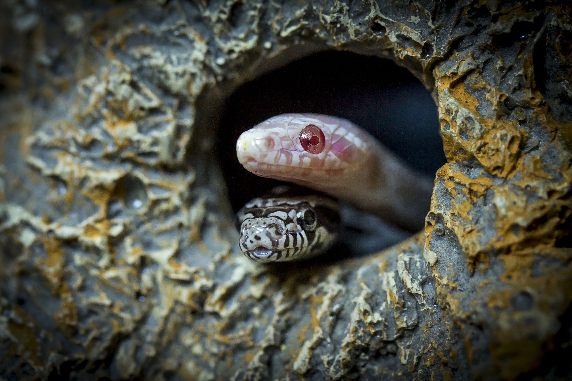 snake g49943e09a 1920