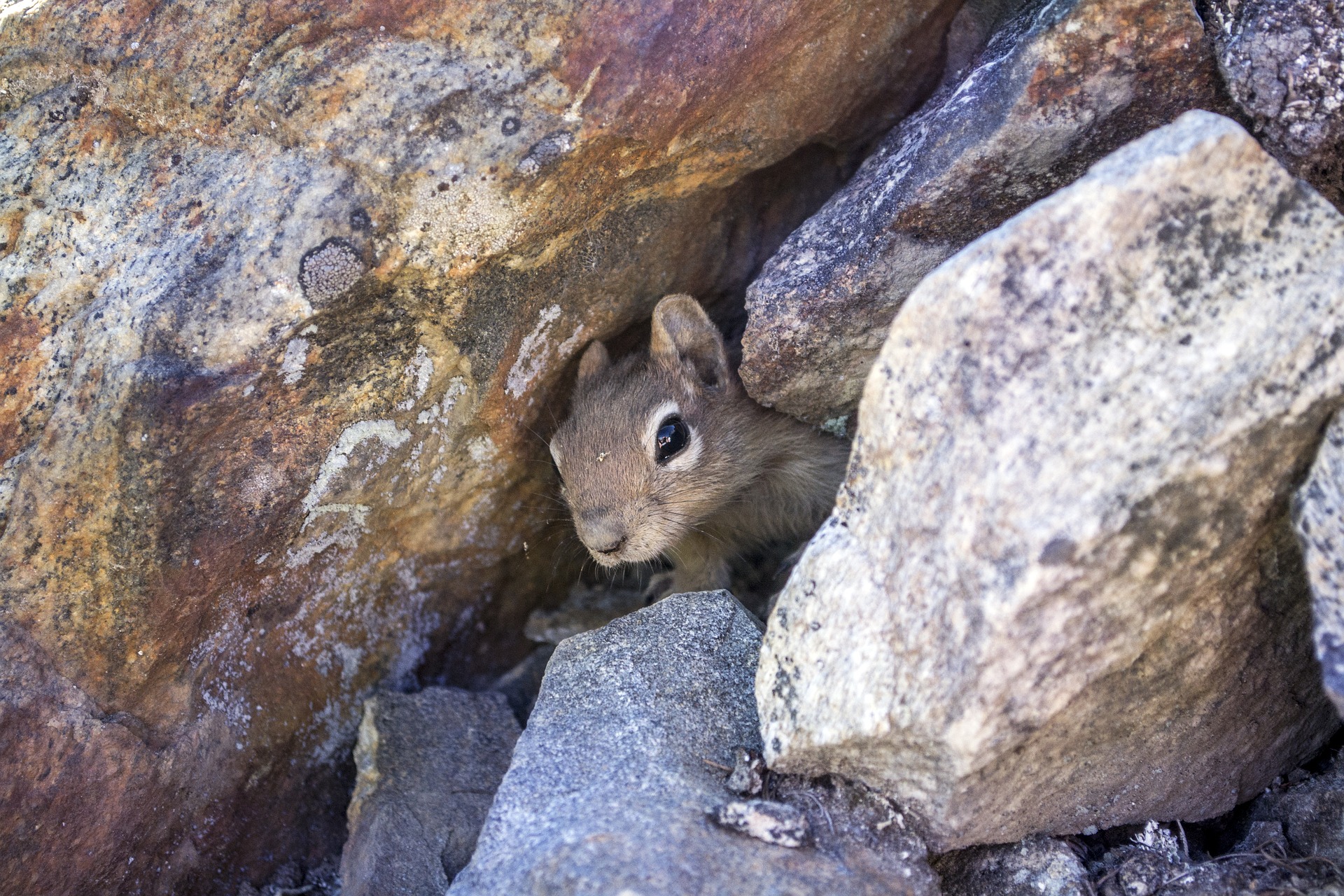 chipmunk g294538461 1920