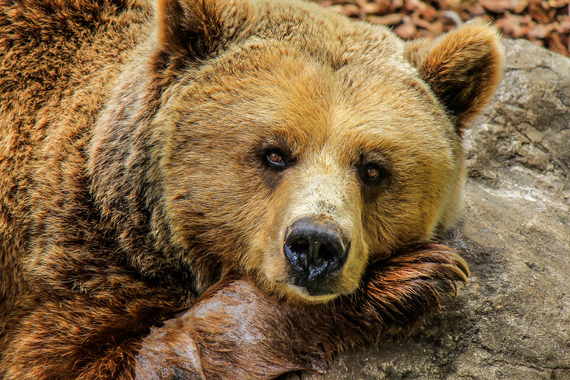 bear gc3eb4e231 1920