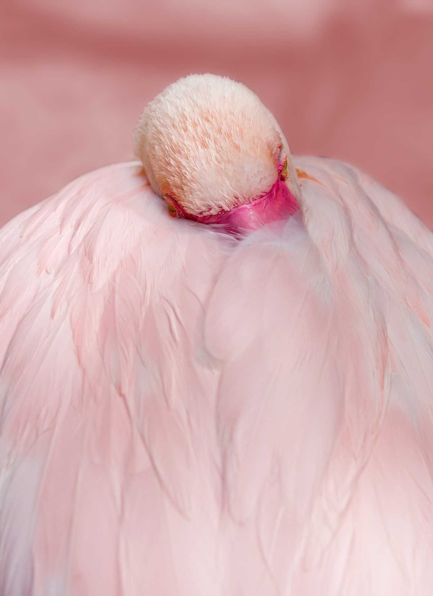 flamingo ged7e88243 1920