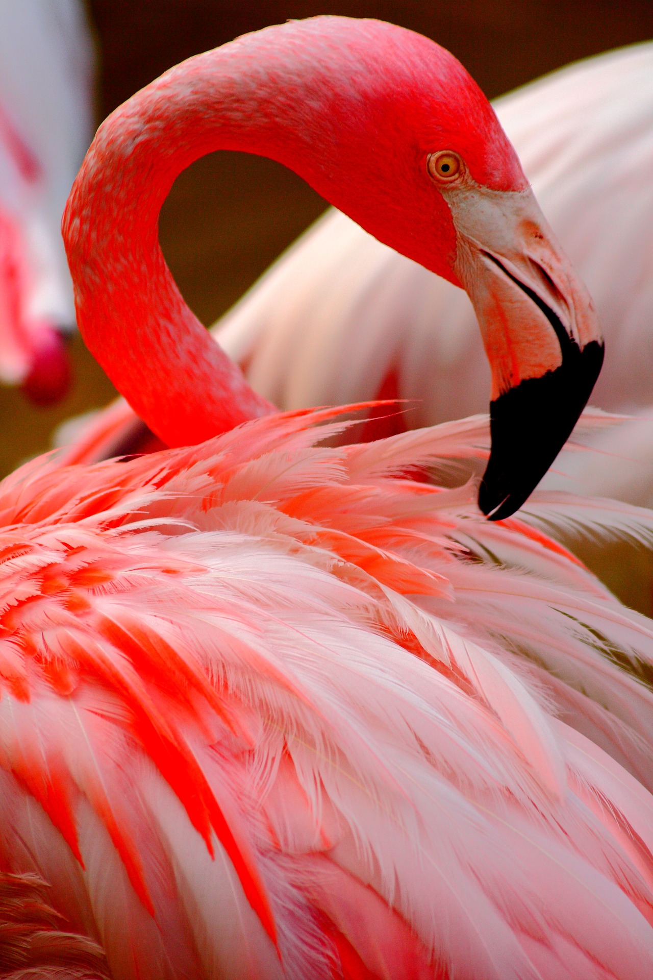 flamingo g9ab9f705e 1920