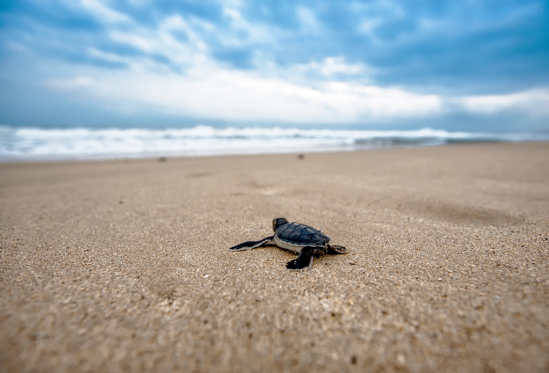 Bébé tortue