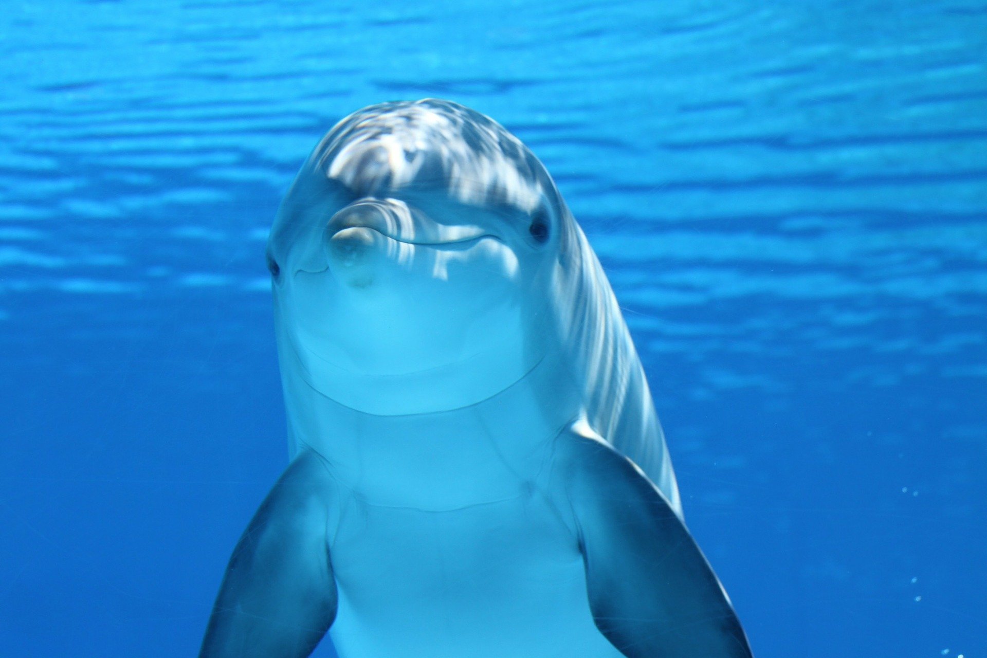 dolphin gbc69e61f1 1920