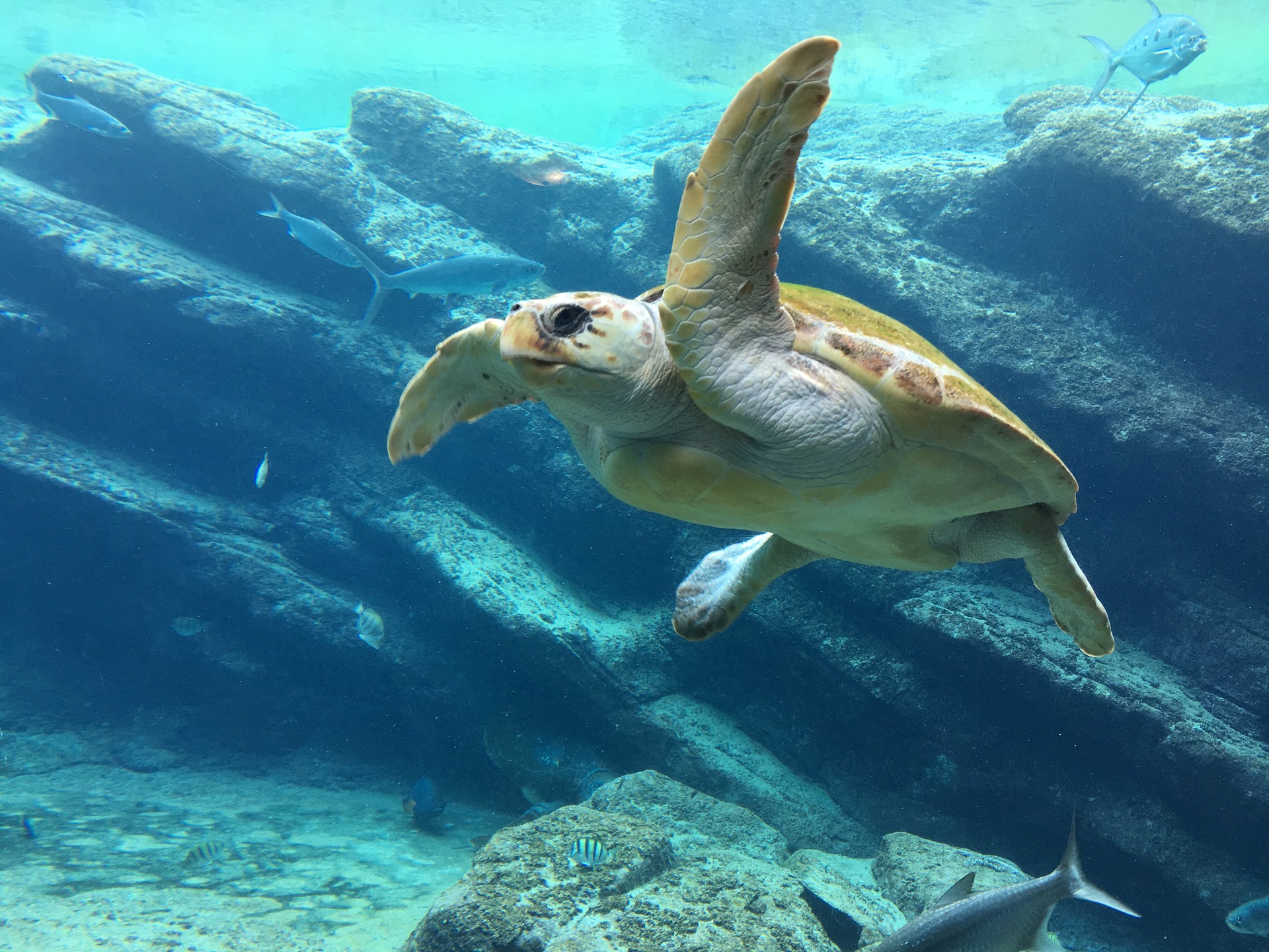 turtle gb10ef5475 1920