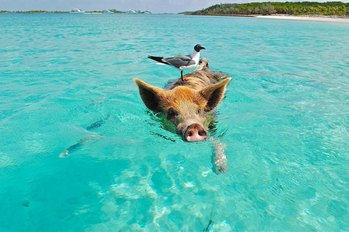 bahamas