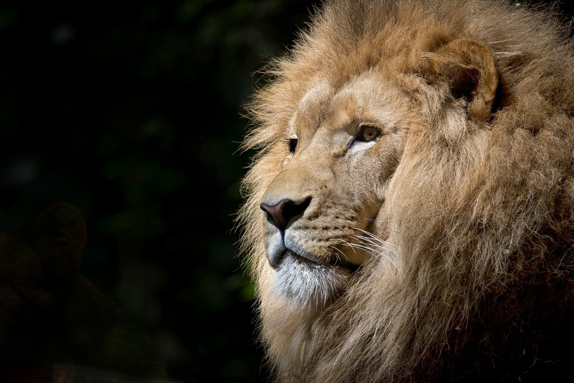 Quelle est la couleur du pelage du lionceau la naissance 