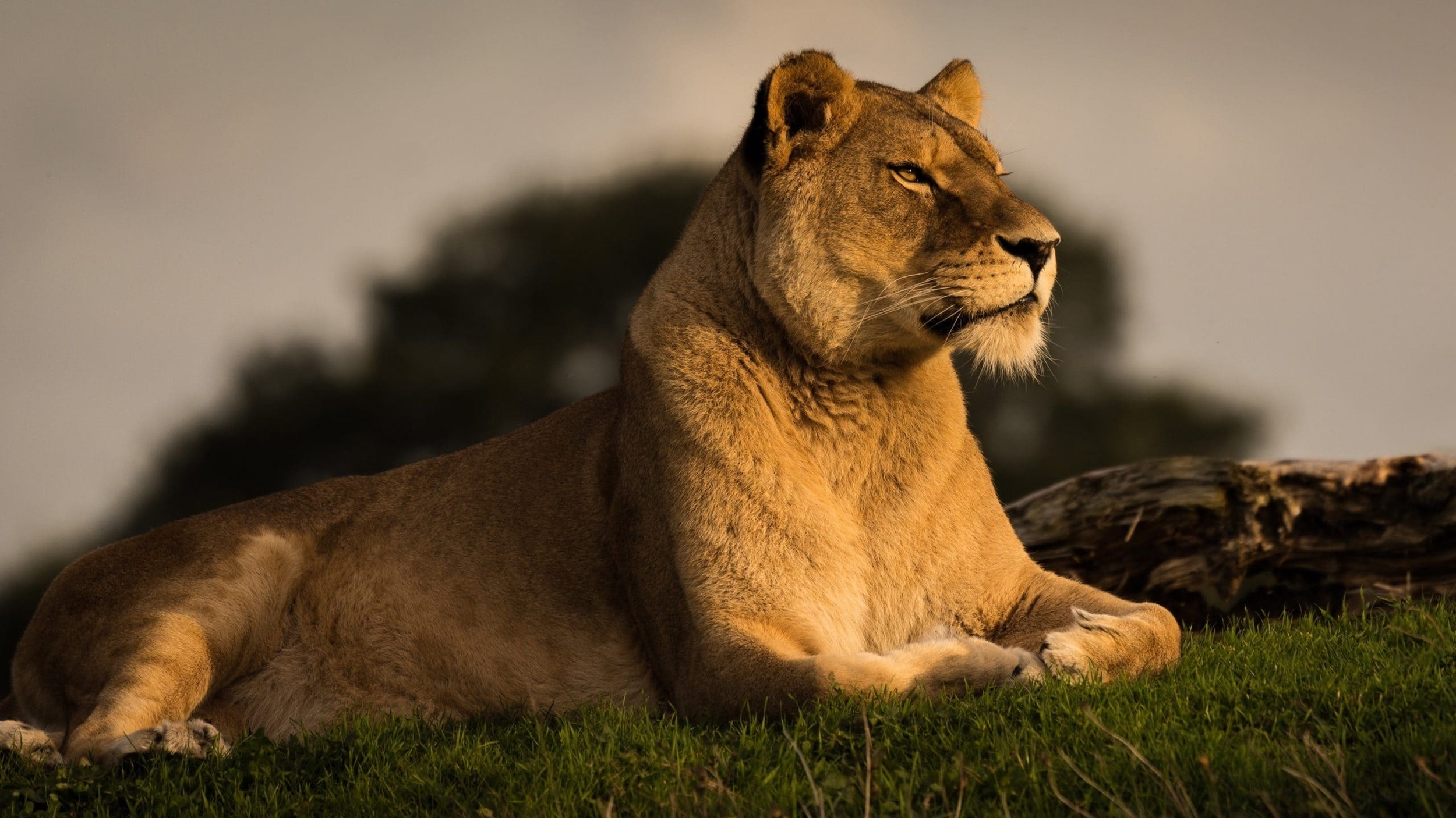 belle lionne scaled