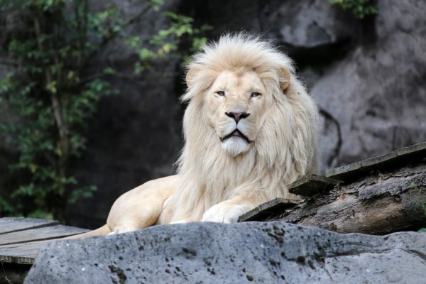 Zoo la Flèche