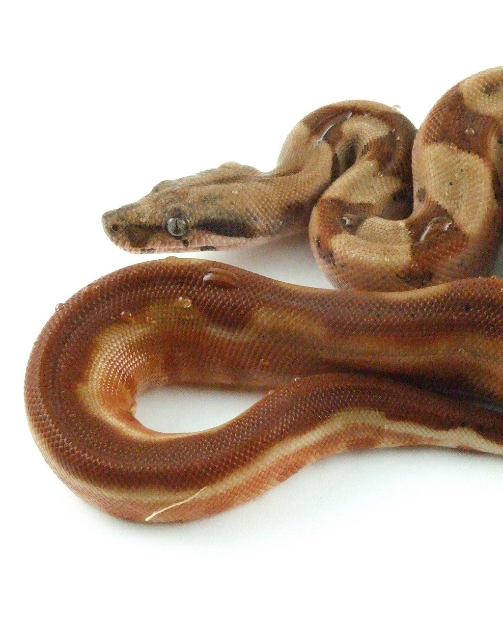 Réponse B