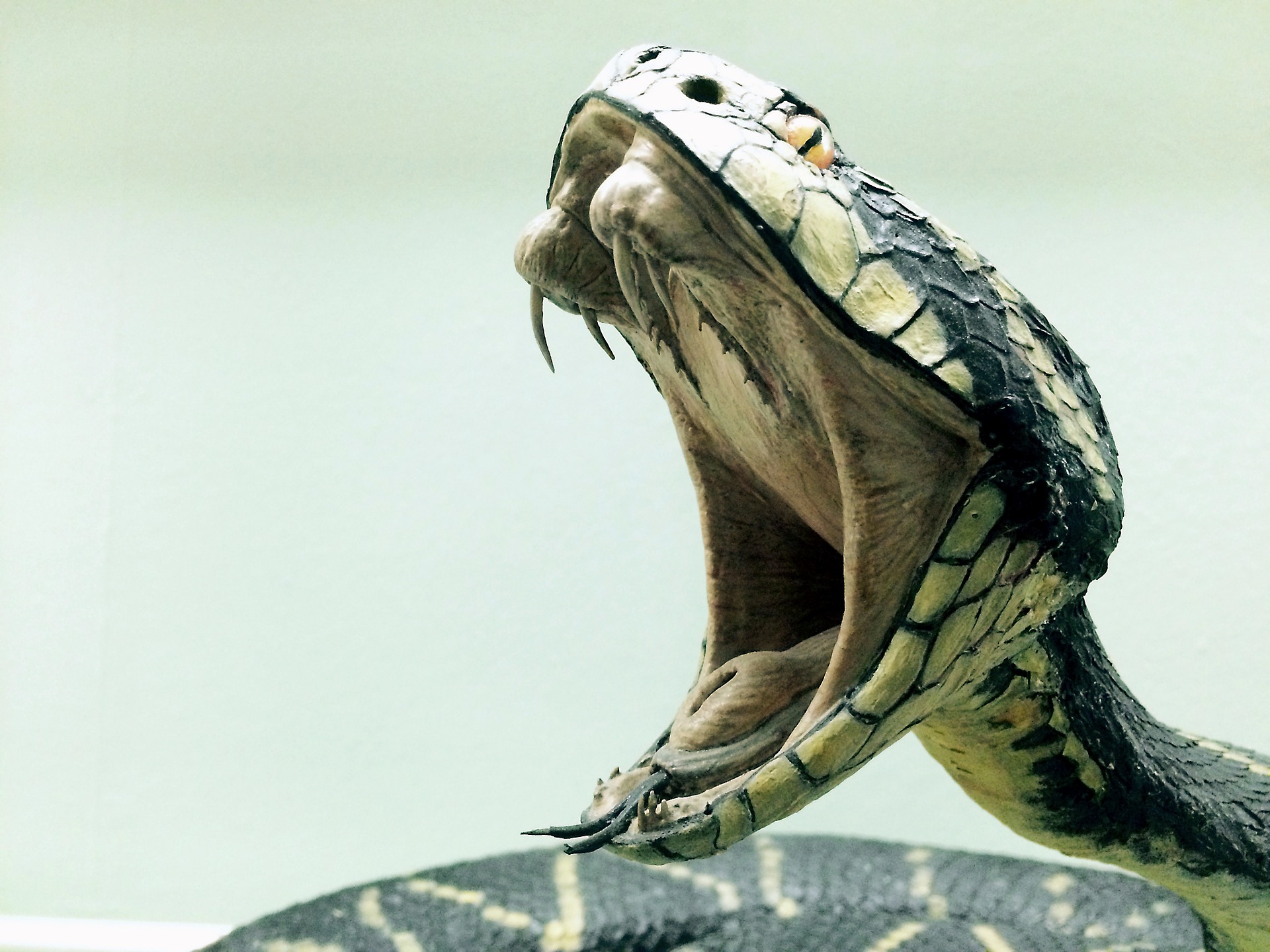 snake 1974382 1920