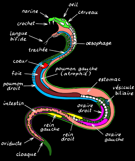 anatomie serpent