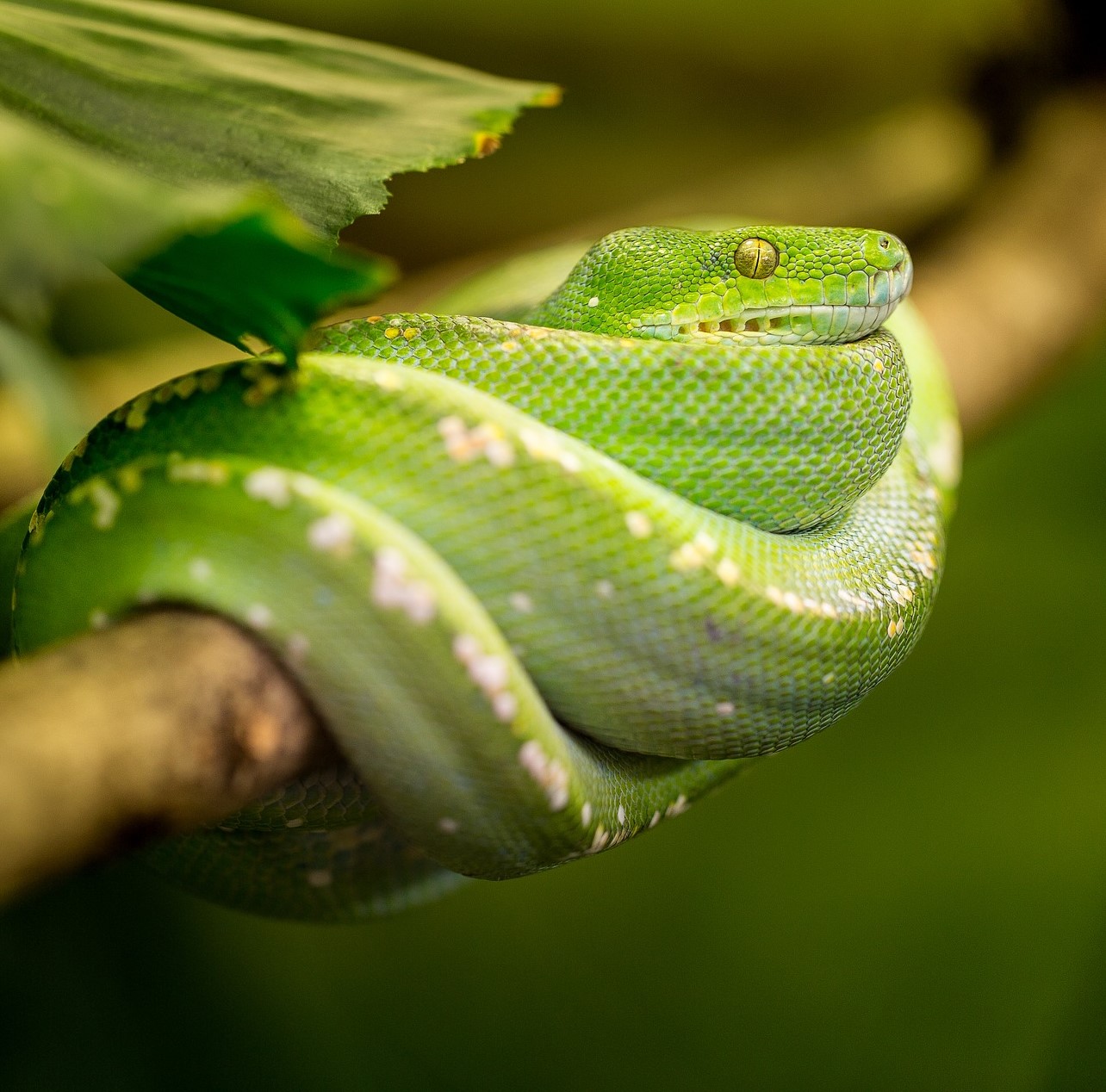 snake 1634293 1920