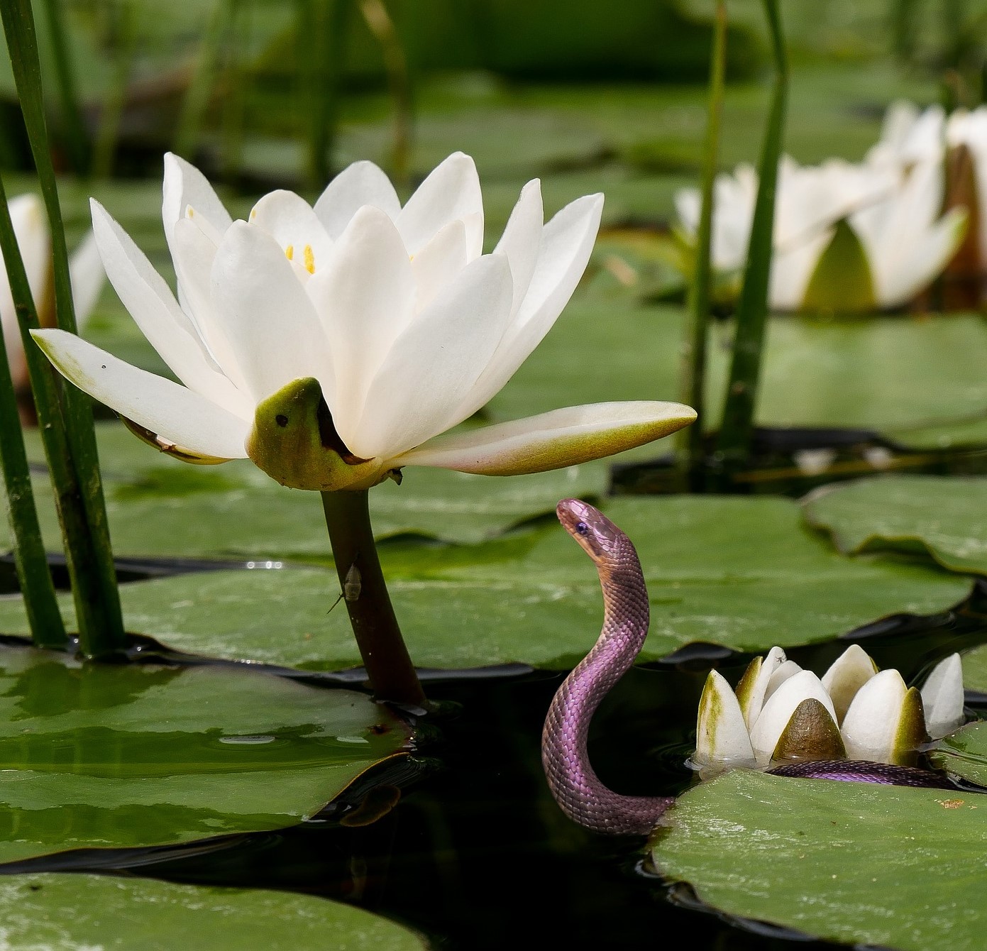 nature 2484232 1920