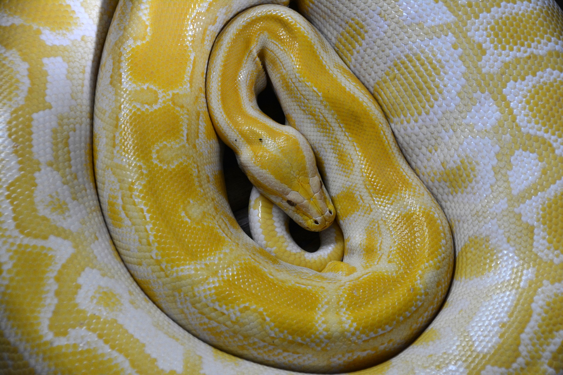 snake 1681442 1920