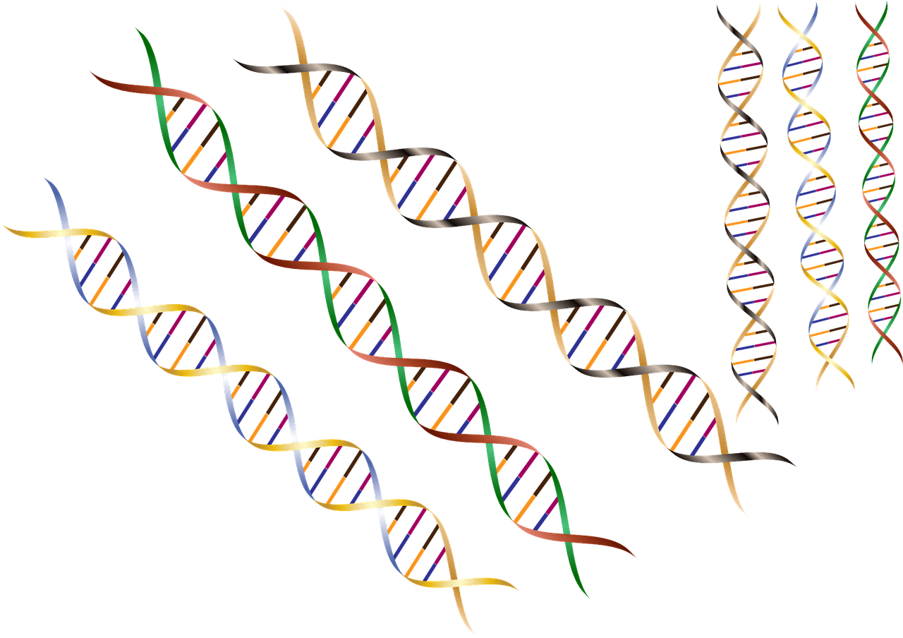dna 1116336 1280