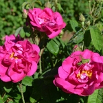 baume-anti-age-a-la-rose-de-provins