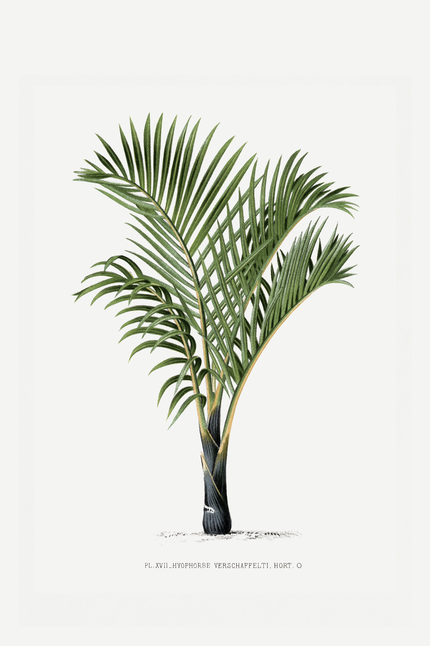 Affiche botanique vintage Poster retro Palmier #1