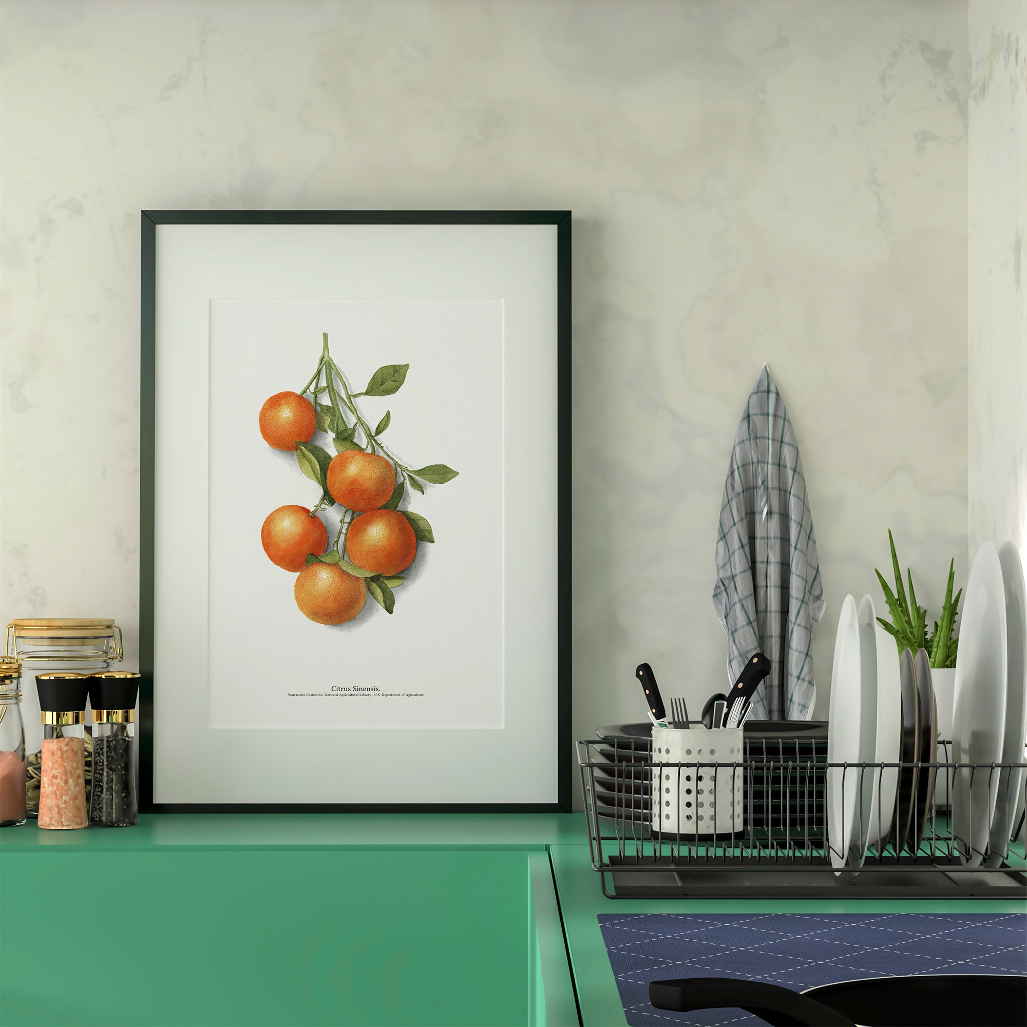 AgrumiumBotanicum_Oranges_Poster-vintage-décoration-murale-cuisine_Affiche-_Vegetal_nature