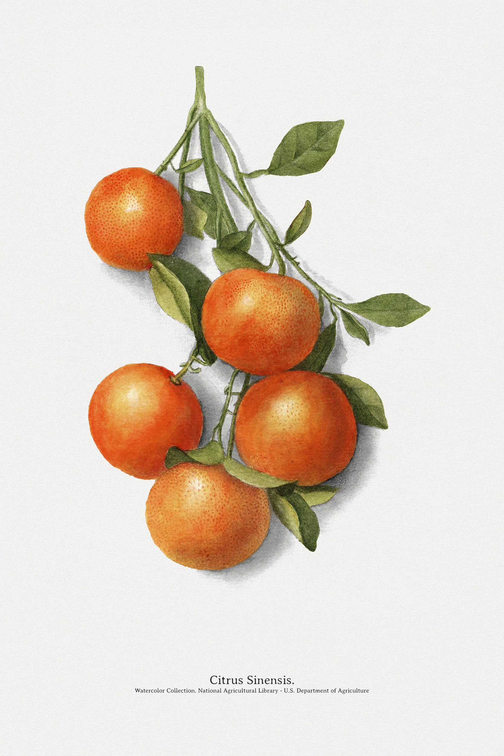 Affiche vintage cuisine Orange Botanique