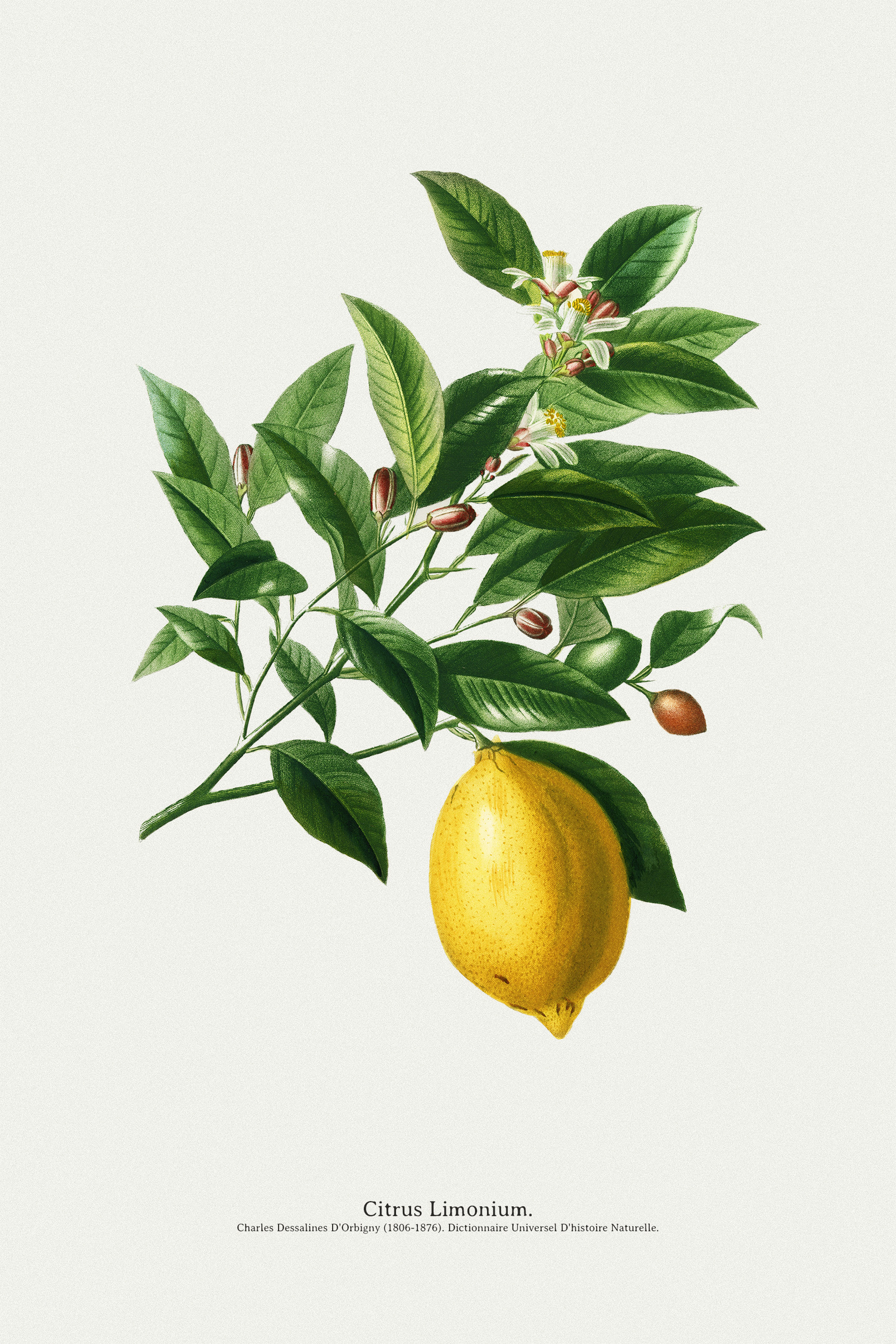 Citron Botanique (30x40 ou 50x70cm)