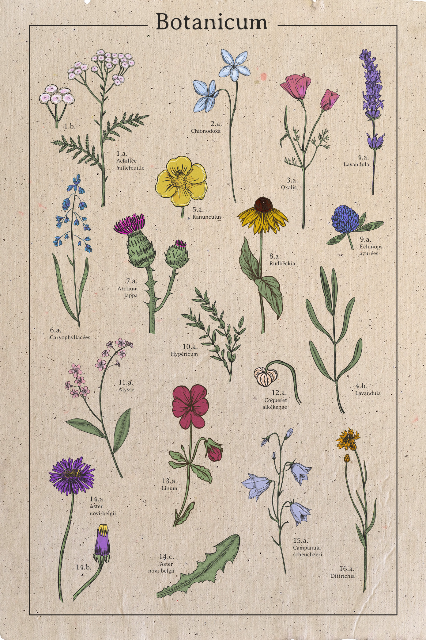 Affiche botanique fleurs - Poster retro vintage