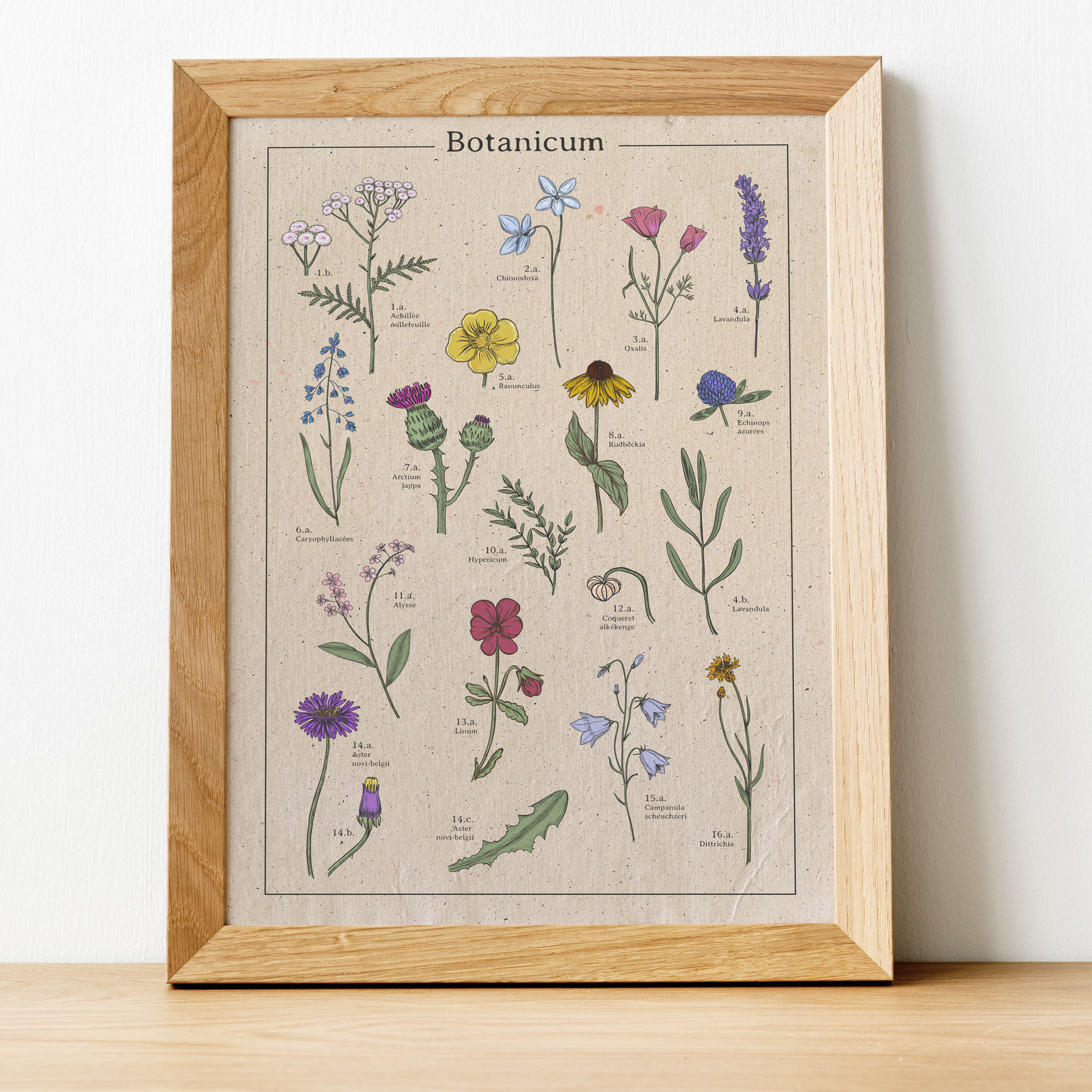 Botanicum_Fleurs_Poster-décoration-murale_Affiche-végétale_Motifs-floraux