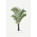 Palmier-Botanique_Poster-vintage-décoration-murale_Affiche-tropicale-exotique_Urban-Jungle