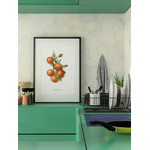 AgrumiumBotanicum_Oranges_Poster-vintage-décoration-murale-cuisine_Affiche-_Vegetal_nature
