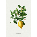 AgrumiumBotanicum_Citrons_Poster-vintage-décoration-murale-cuisine_Affiche-_Vegetal_nature