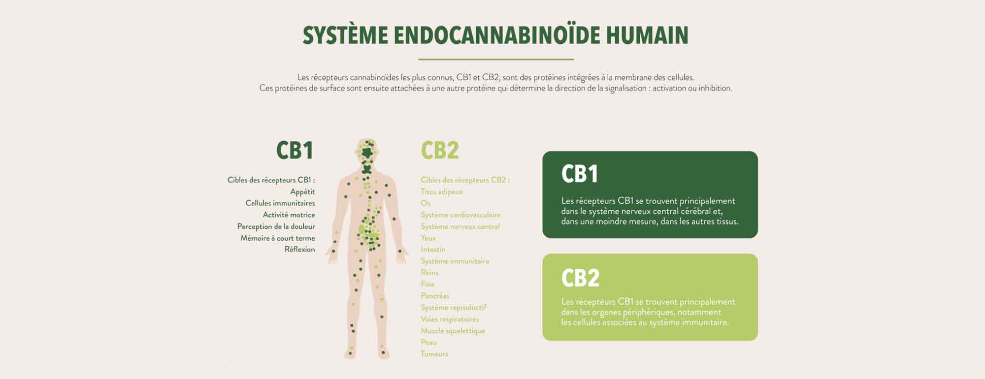 Récepteurs CB2 dans le système immunitaire