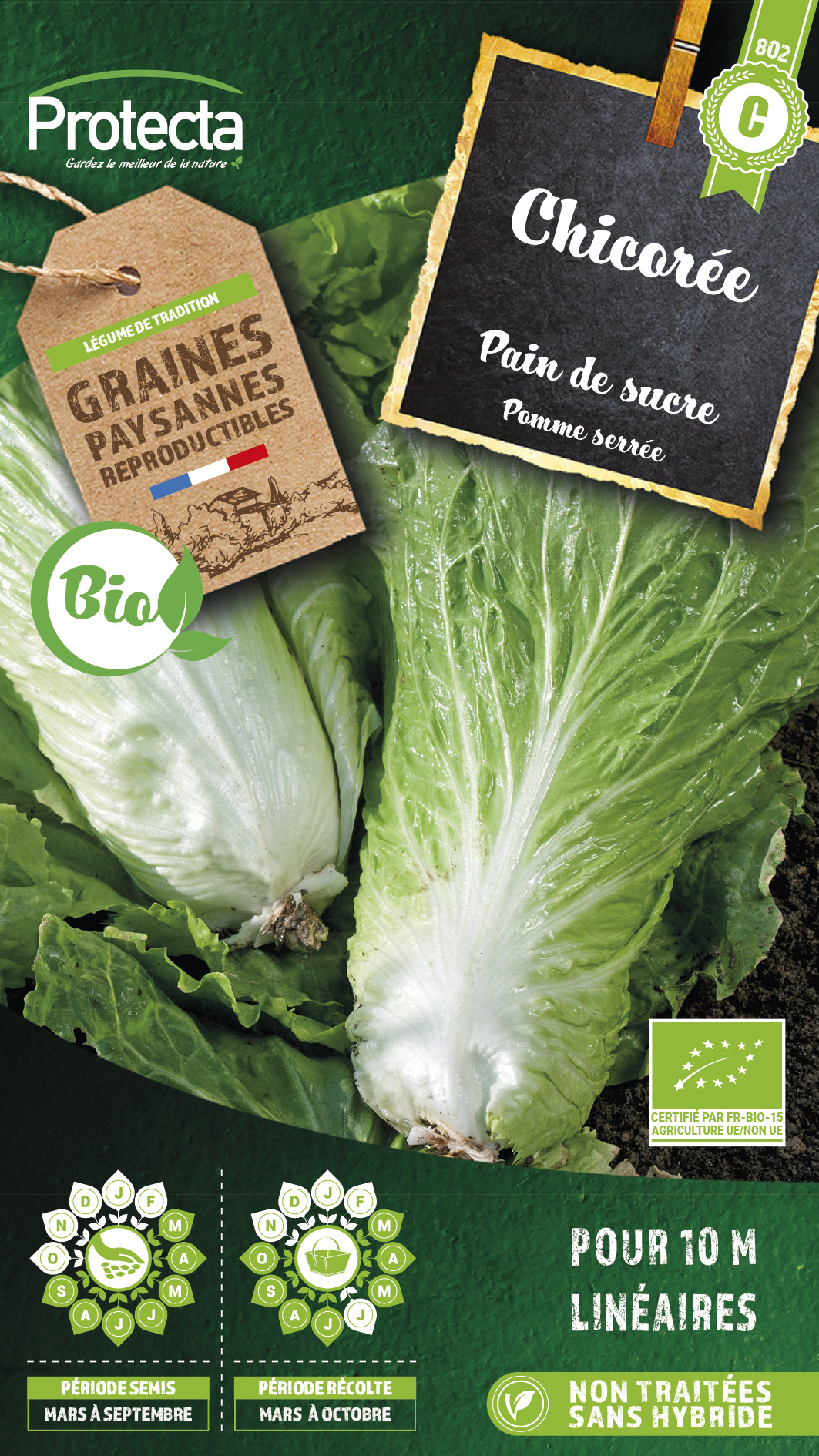 Graines chicorée