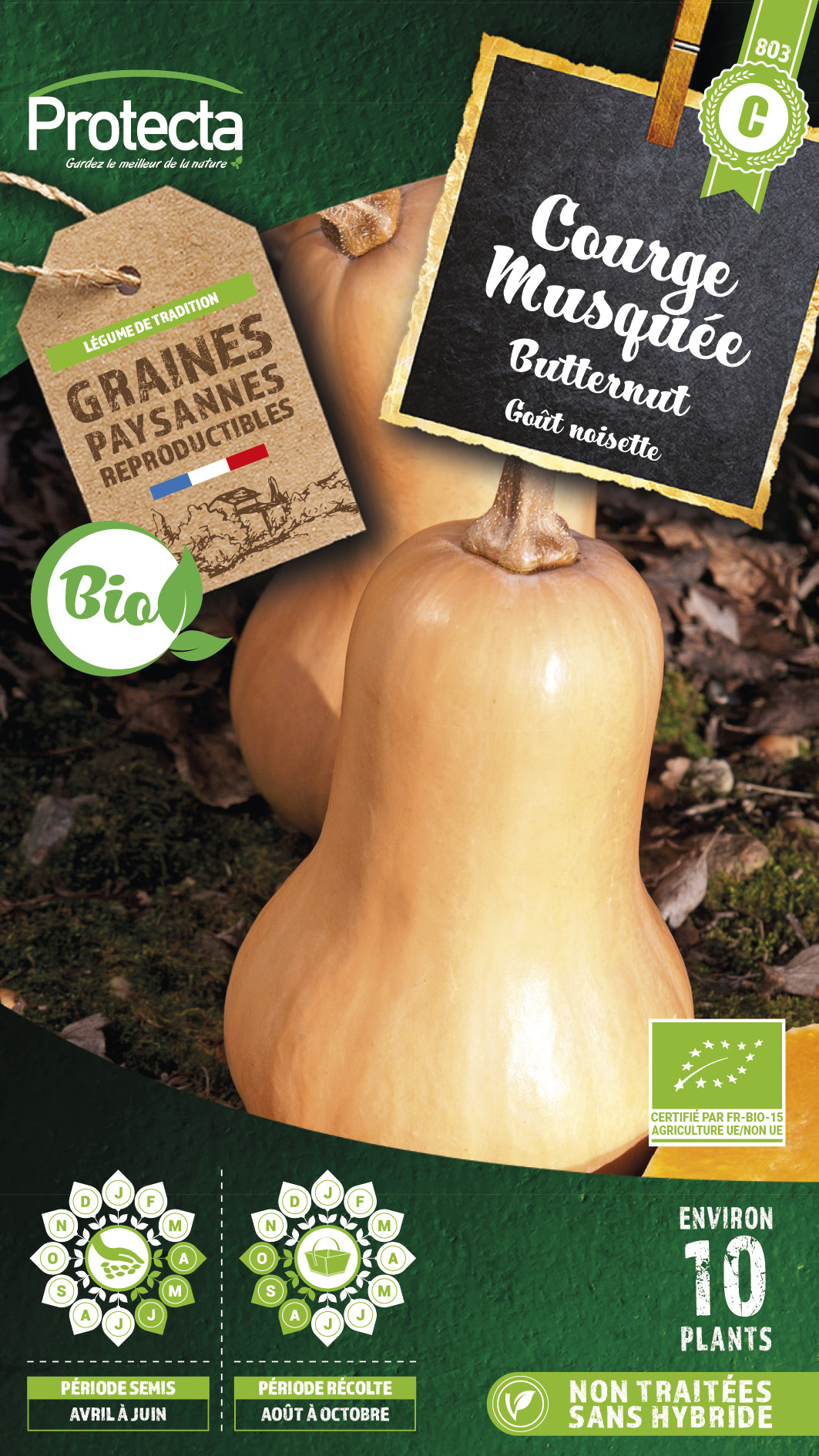 Graines courge musquée butternut