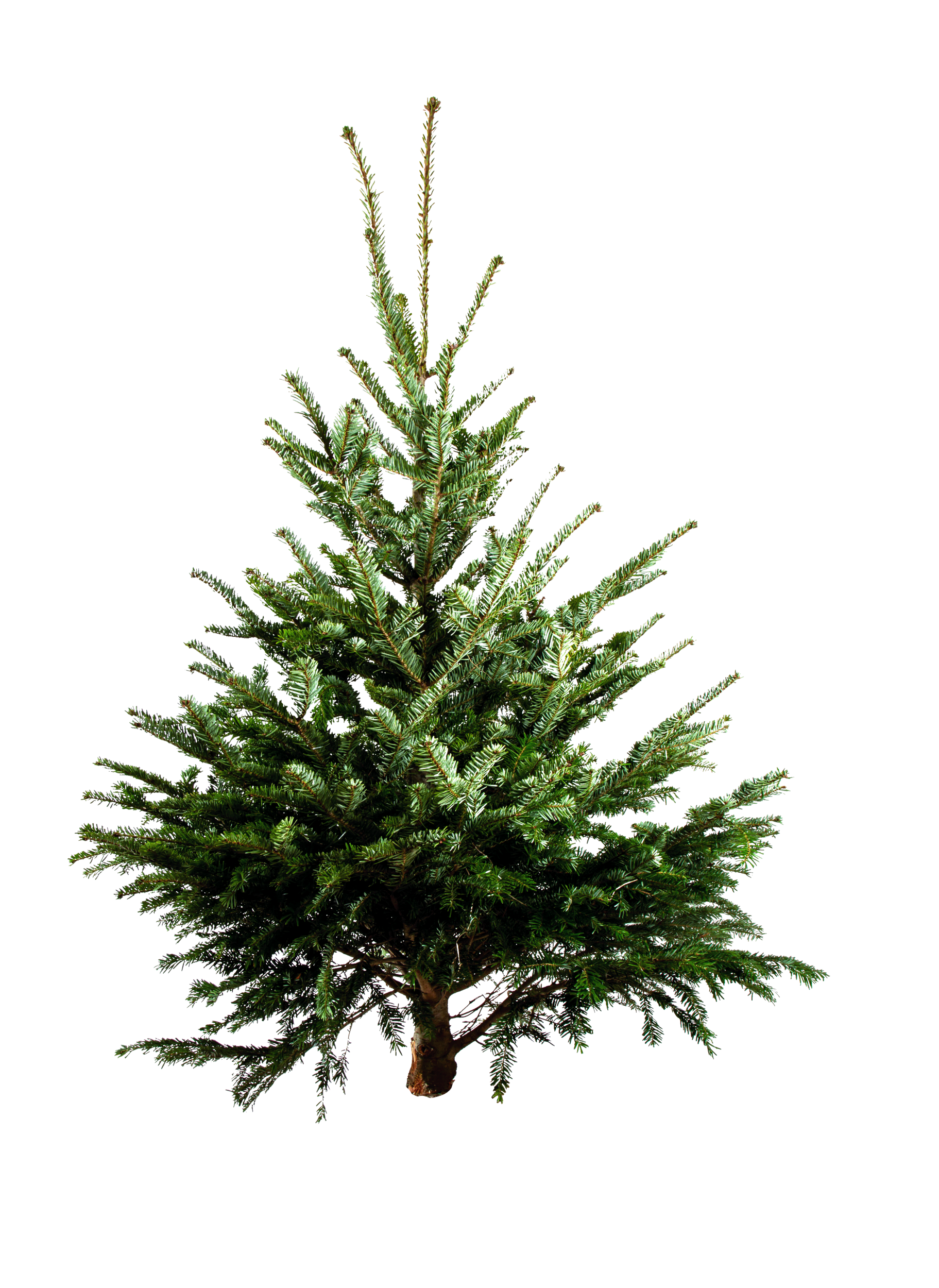 SAPIN DE NOËL - NORDMANN 125/150CM