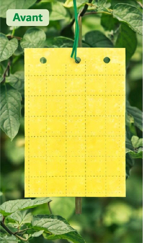 piège chromatique jaune avant